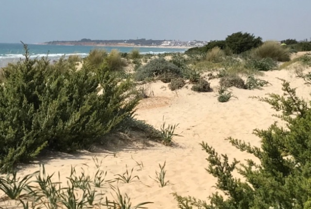 Chiclana athle info